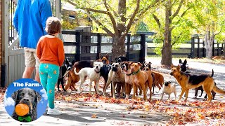 Simple Life in the Country Training Rescue Dogs with Family | The Farm for Dogs