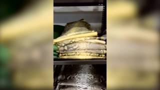 Famous Python Leather Colors Wealth