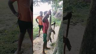 Biji Ki Kore Mallu Ki Ki