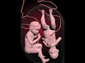 Amazing twins moments inside womb. #education