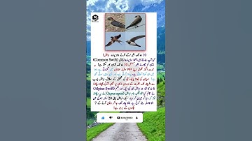 The Bird That Can Fly Non-Stop for 10 Months  The Swift! 🕊️#SwiftBird #NatureWonders #AmazingAnimals