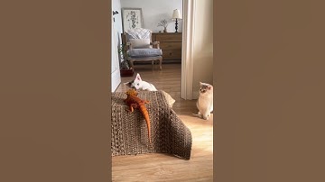 Cats Bully Their Lizard Sibling