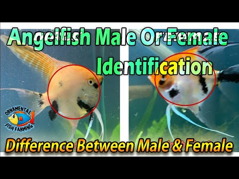 How to Tell the Difference Between Male & Female Angelfish - Angelfish Male Or Female Identification