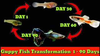 Guppy Fish Update From Birth To 90 Days | Guppy Fish Life Cycle