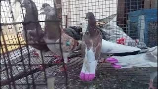 100% original quality for sale 9259143085  https://youtube.com/@saboorhasan7421?si=ESkcIQZ8mnNi6O9n