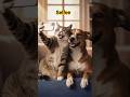Best Pets #selfee #homepets #friendship #shorts #trending #funny