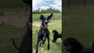 my dogs ​​run around at the dog park #shorts #poodle #Dalmatianmix #dogsofinstagram