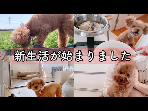 新生活が始まりました!こんな過ごし方は3年ぶり?トイプードルのTaruto&Rasuku