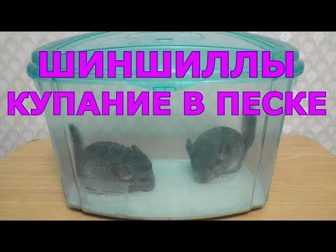 Шиншиллы 15-21 дней | Шиншилла - купание в песке