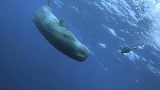 Incredible Sperm Whale Encounters Caught On Camera