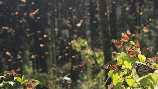 Recorrido al Santuario de las Mariposas Monarcas