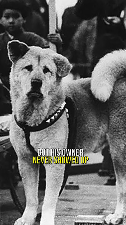 The WORLD'S Most Loyal DOG: The Story of Hachiko