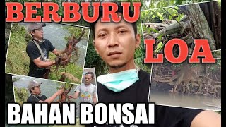 Berburu bahan bonsai loa
