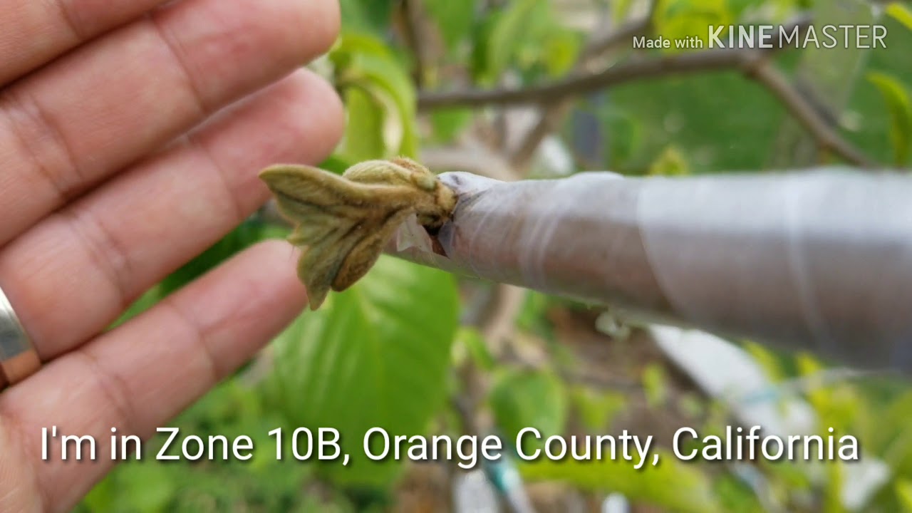 Update My Tropical Yogurt Tree - Grafted multiple cherimoya / atemoya ...