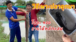 วิธีเพาะเลี้ยงปลาดุกนา โลละ 400 สร้างรายได้หลักแสน | เอิร์ธสดชื่น