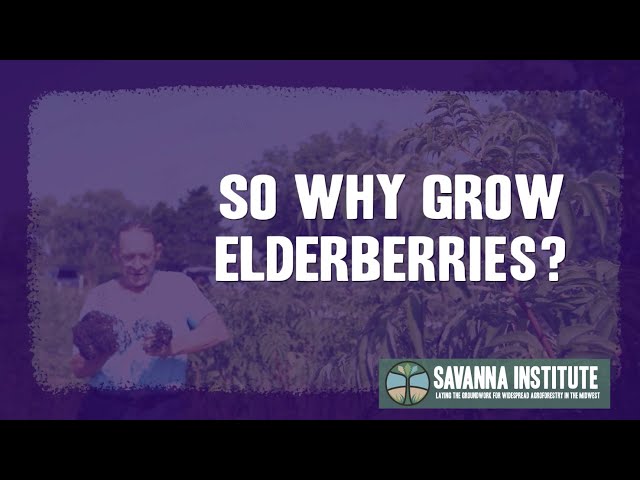 How To Grow Elderberries in the Midwest