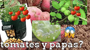 ¿Cómo se llama la fruta PAPA?