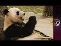 🇨🇳 Saving China's Pandas | 101 East