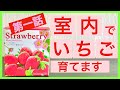 【家庭菜園】栽培セットを使っていちごを室内で育てます【第一話】