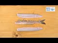 エソのさばき方 大名おろし編- How to filet Lizardfish -｜日本さばけるプロジェクト