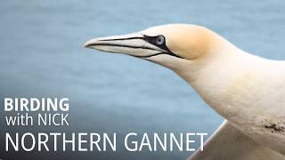 Northern Gannets of RSPB Bempton Cliffs | Morus bassanus