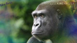 Primates: Their Evolution and Characteristics & Some Prosimians