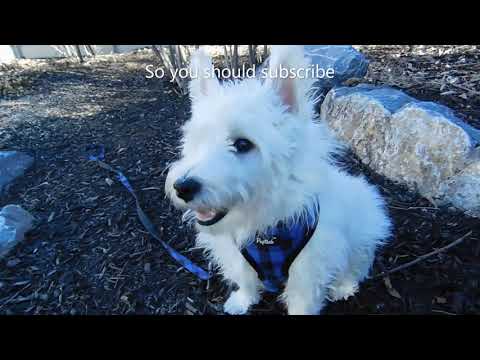 Zorro the westie trailer.