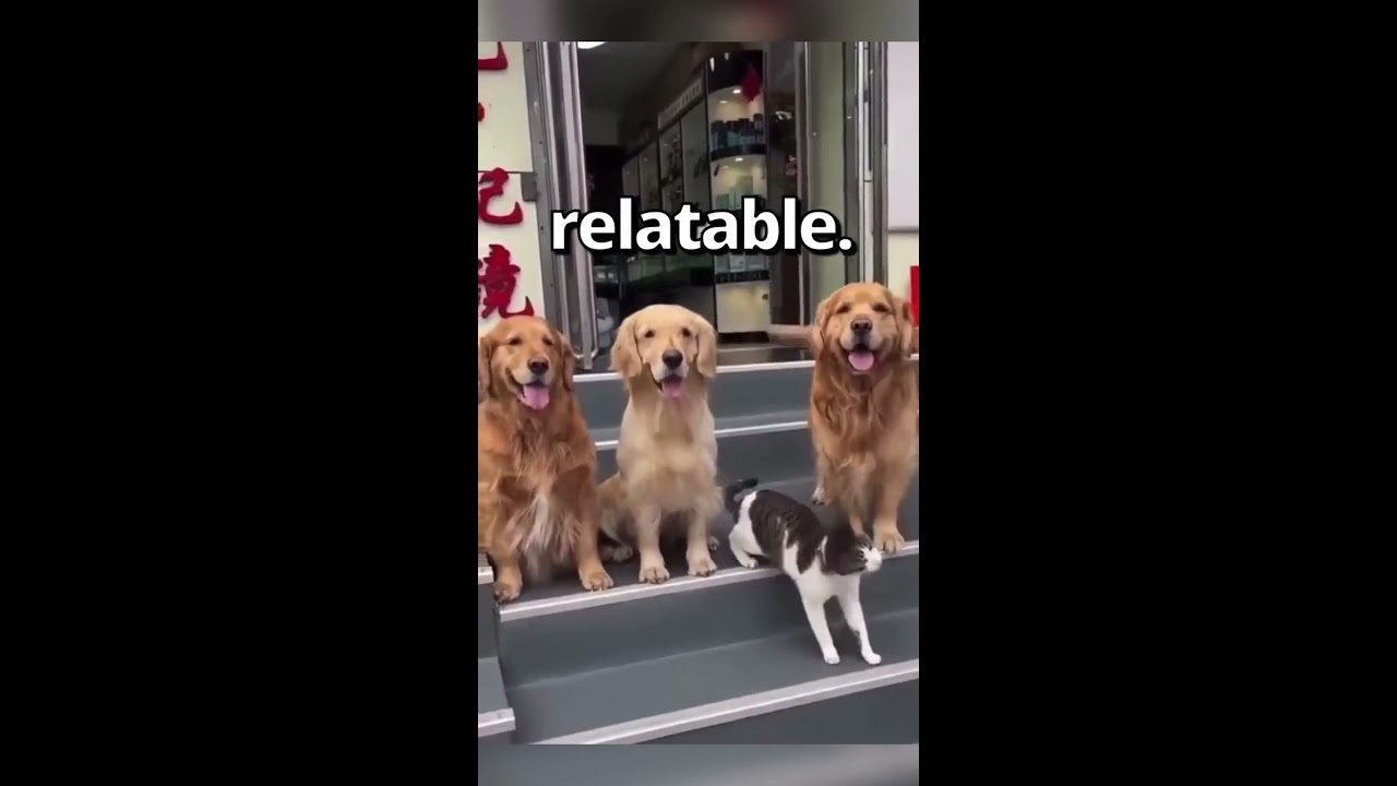 When MOM Wants A FAMILY PHOTO Wholesome Moments