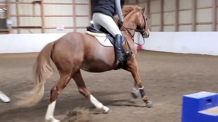 "Curious George" (Keebler) - Unraced Thoroughbred ...