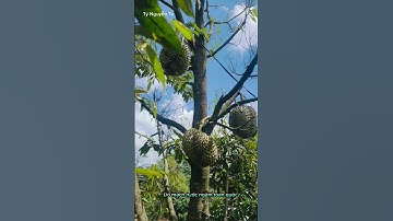 Gia Lai: Đất đỏ bazan nuôi dưỡng vườn trái sum suê!