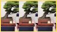 The Art of Bonsai: A Journey into Miniature Landscapes ile ilgili video