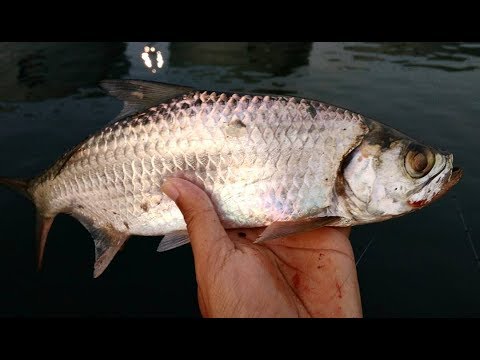 Mancing casting ikan  tarpon bulan  bulan  di dermaga pakai 