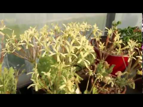 Video: Pelargonium Profumato E A Fiore Grande