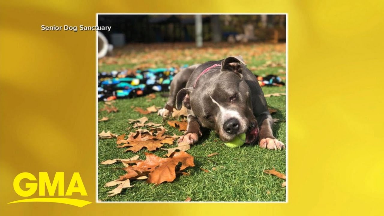 Shelter provides safe haven for senior pets