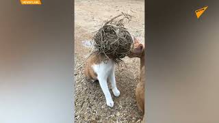 猫、鳥の巣に頭を突っ込む