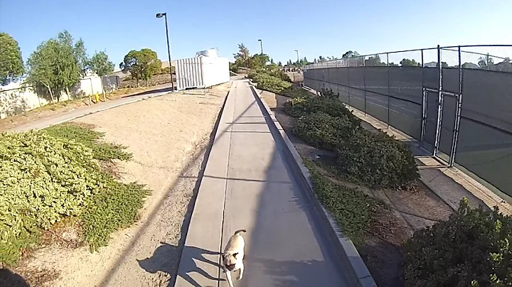 Pug Chases Down Terrified Skateboarder