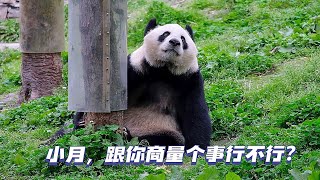 Please let me introduce you to female giant panda Nan Xiaoyue by 胖达日记 Hi Panda 783 views 7 days ago 1 minute, 25 seconds