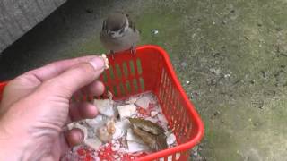 Ручной воробей (часть 1) Ручной воробей (часть 1)