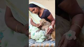 Download Lagu Rani mummy cancer patient #akashrbl783 #ranivlogrbl #You#shorts MP3