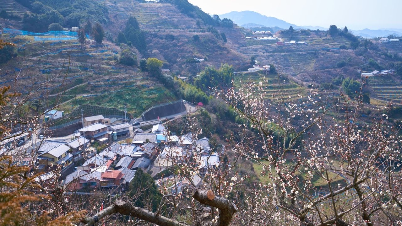 梅林 和歌山