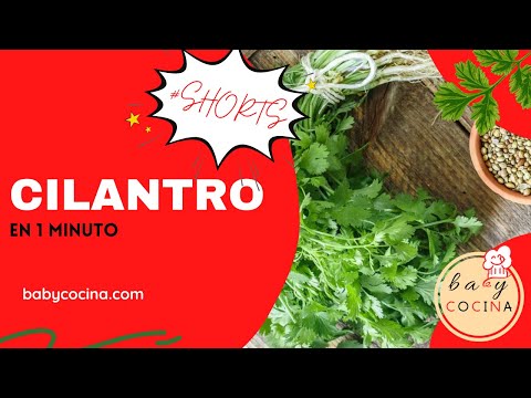 Video: Propiedades útiles Del Cilantro