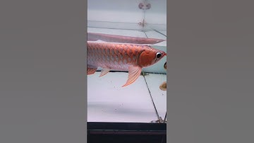 Quá trình hồi màu lại cho em huyết long #guppy #caucathugian #arowana #cuoccauca #fishing #aquarium