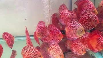 Cá dĩa bồ câu - 0919679318