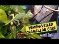 YEMEM/ VEILED CHAMELEON Care For Beginners, Tanks, Food ,Equipment ,Behaviour(Snake Island Exotics)