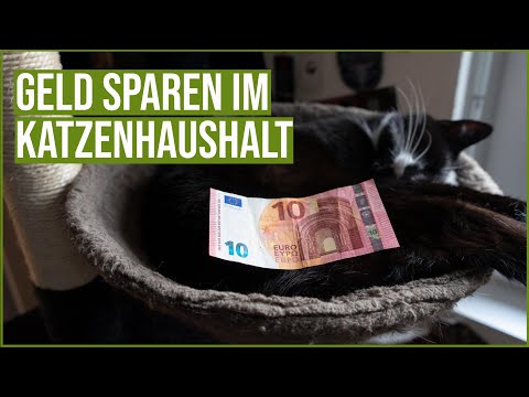 Video: Wie man eine Hundehütte für einen deutschen Schäferhund baut