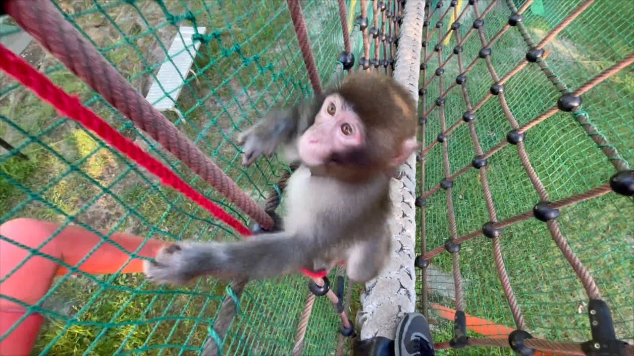 maxresdefault.jpg