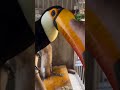 Toucan — nature’s most colorful flex
