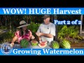 How to Grow Watermelon - HUGE Harvest l Part 2 of 2