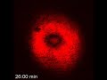 Spatial fine structure of a diffracted probe beam while the sample is irradiated