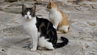 Pet Cat Cooking delicious food Part 8 | Pet Animals Funny #shorts by Gold Miner 402 views 2 years ago 1 minute, 57 seconds